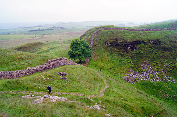 Descending to the iconic tree at Steel Rigg