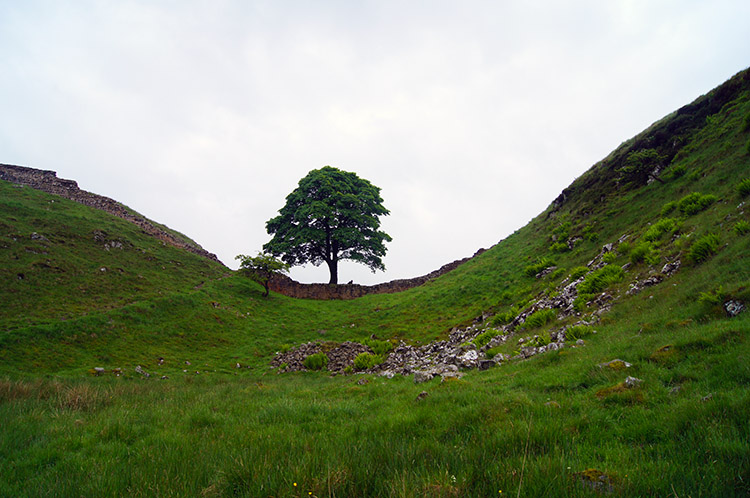 Probably the most photographed tree in Northumberland