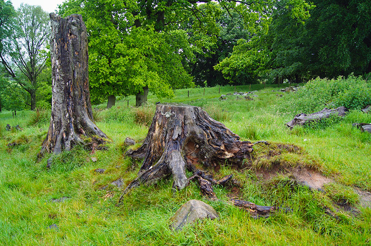 Tree stumps at Holmhead