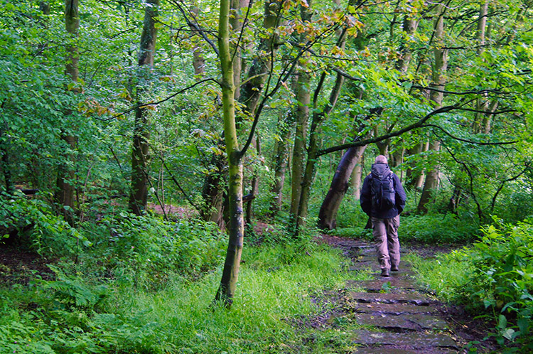 Steve walks through a small wood near Sandysike