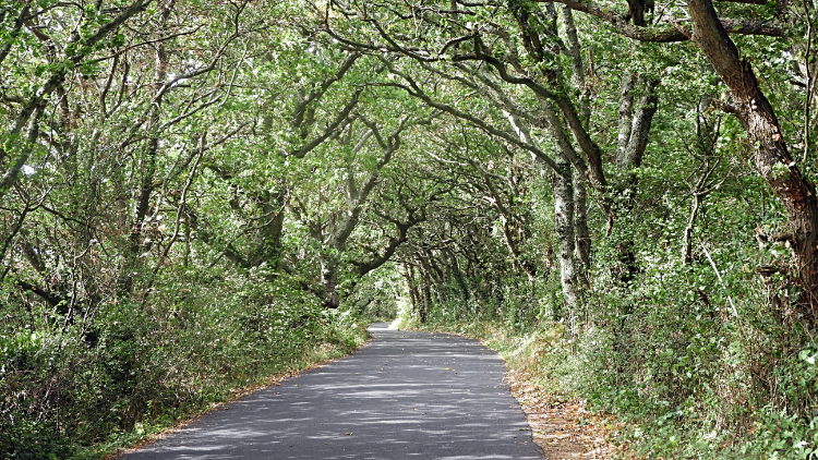 Gorgeous tree lined avenue near Newtown