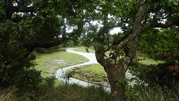 Shalfleet Lake