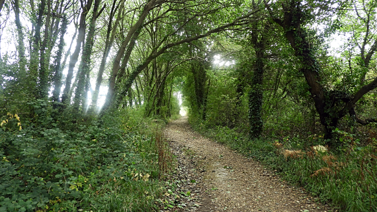 Woodland path to Hamstead