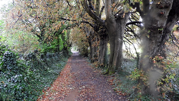 Woodland way to Luccombe Village