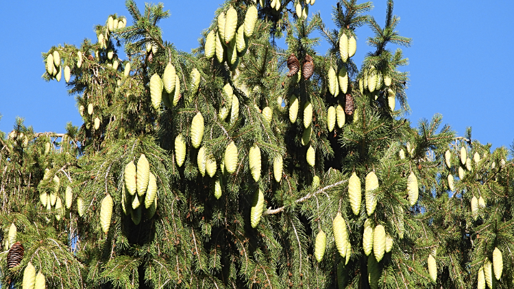 A profusion of cones