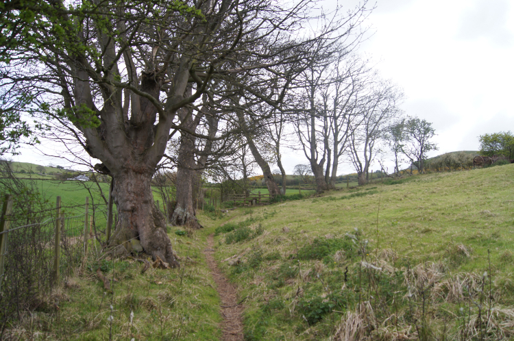 Following a tree line