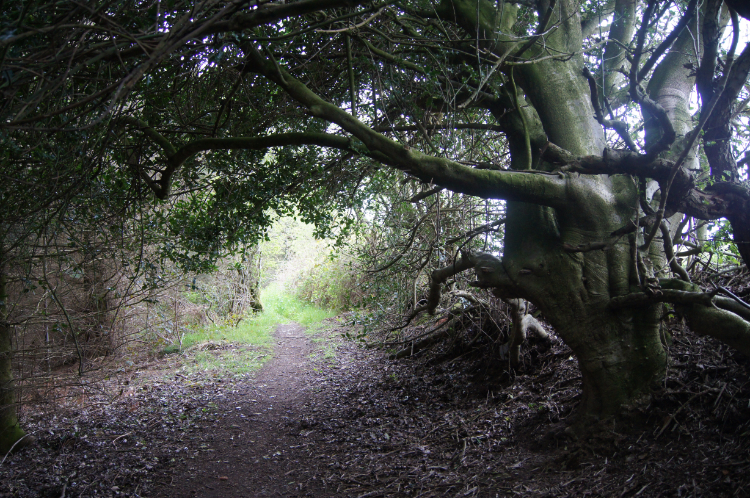 Woodland path near Bodfari