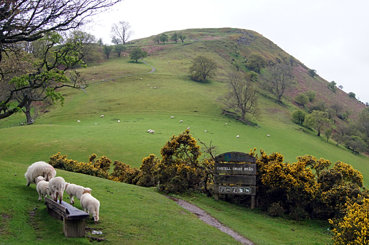 Dinas Bran