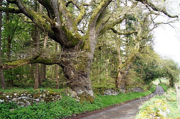 The road to Castle Mill