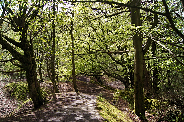 Racecourse Wood