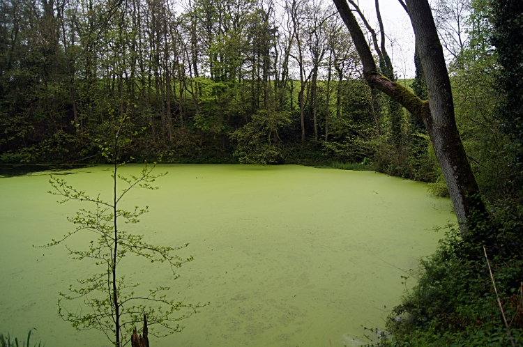 Stagnant pool at Chimney Piece