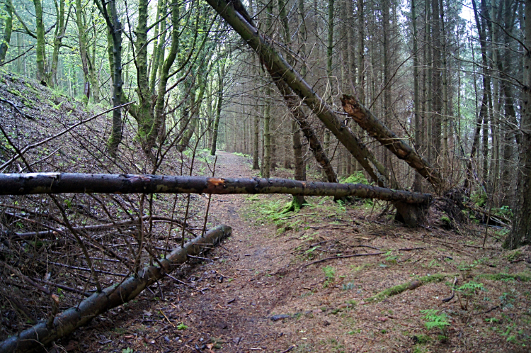 Pole Plantation