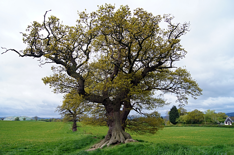 Majestic Oak near Forden