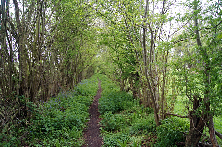 Green avenue at Lymore Park