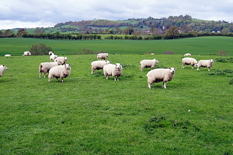 The locals meet the Walking Englishman