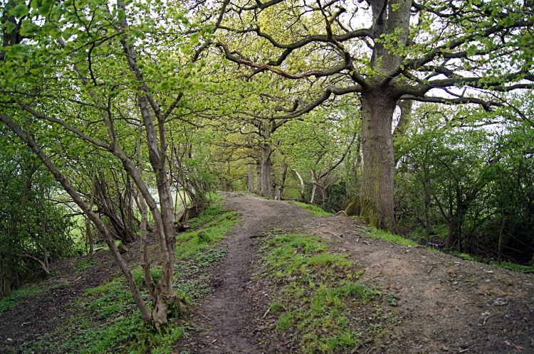 Offa's Dyke near Cwm