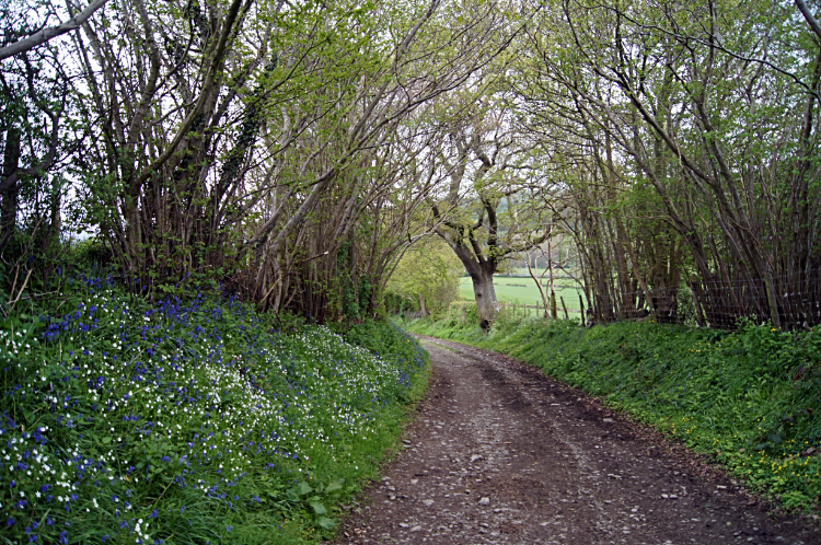 Flowers in springtime