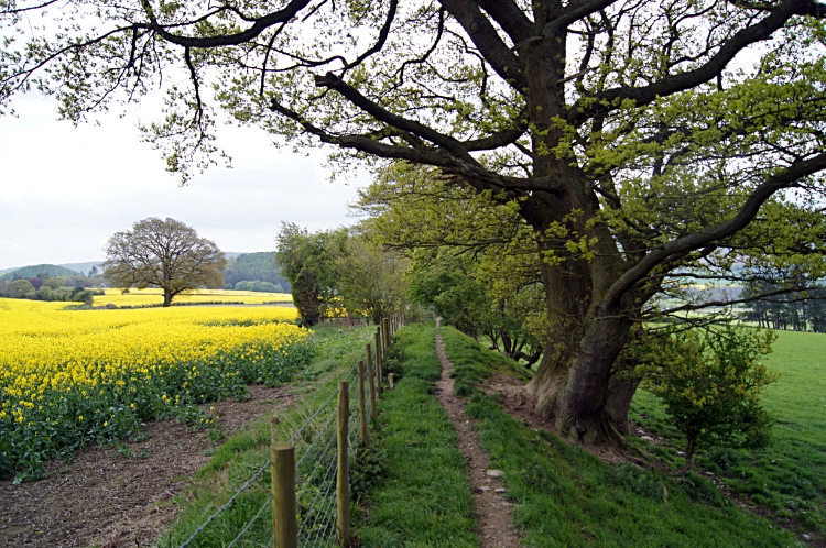 Fieldside path skirting around Herrock Hill