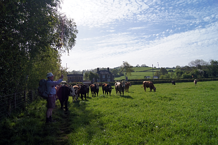 Curious Cattle