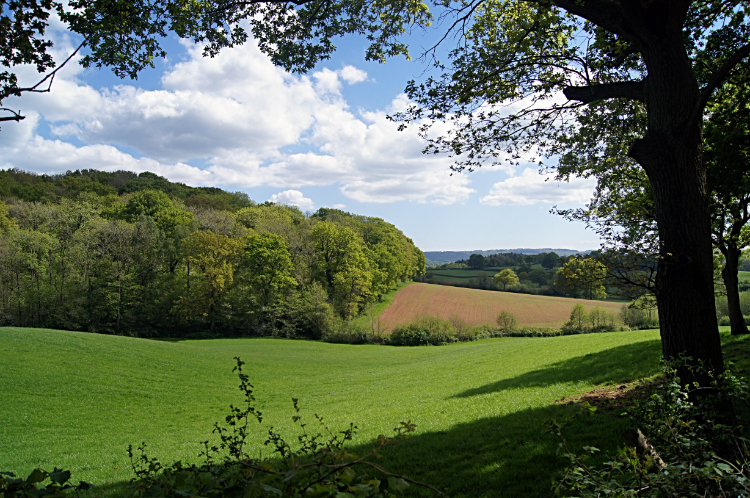 Approaching King's Wood