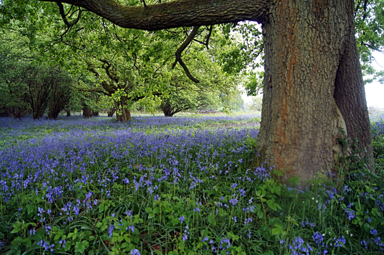 Bluebell carpet in Garth Wood