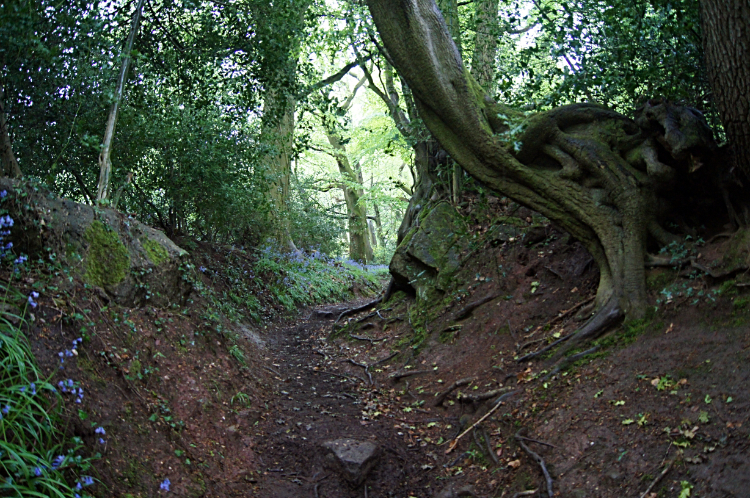 Holloway through Garth Wood