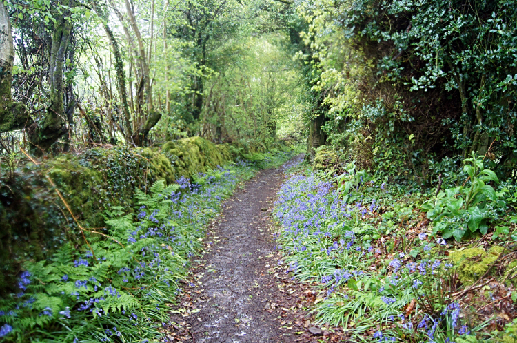 Following a lane to Brockweir