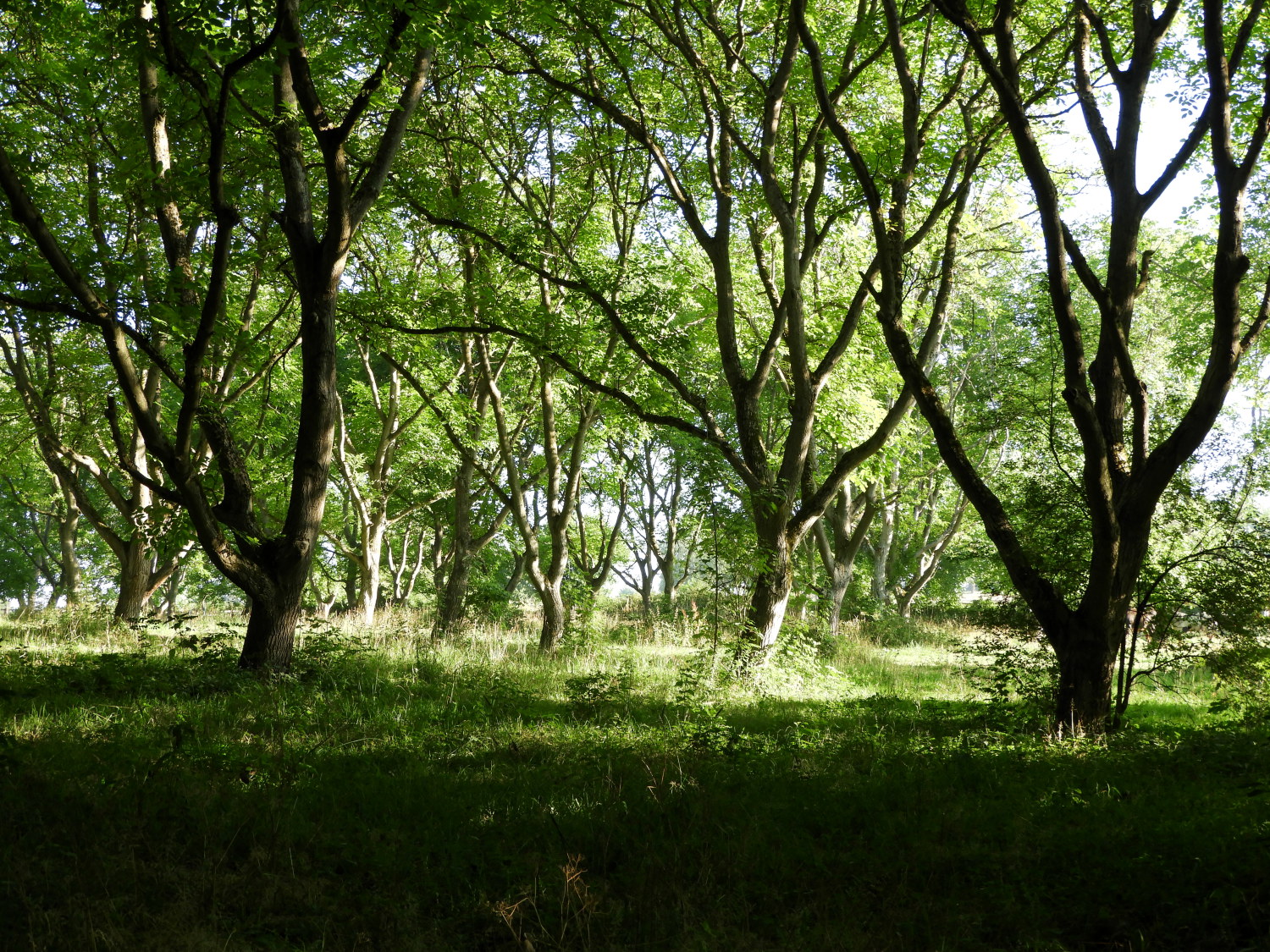 Woodland at Wilhelmsberg