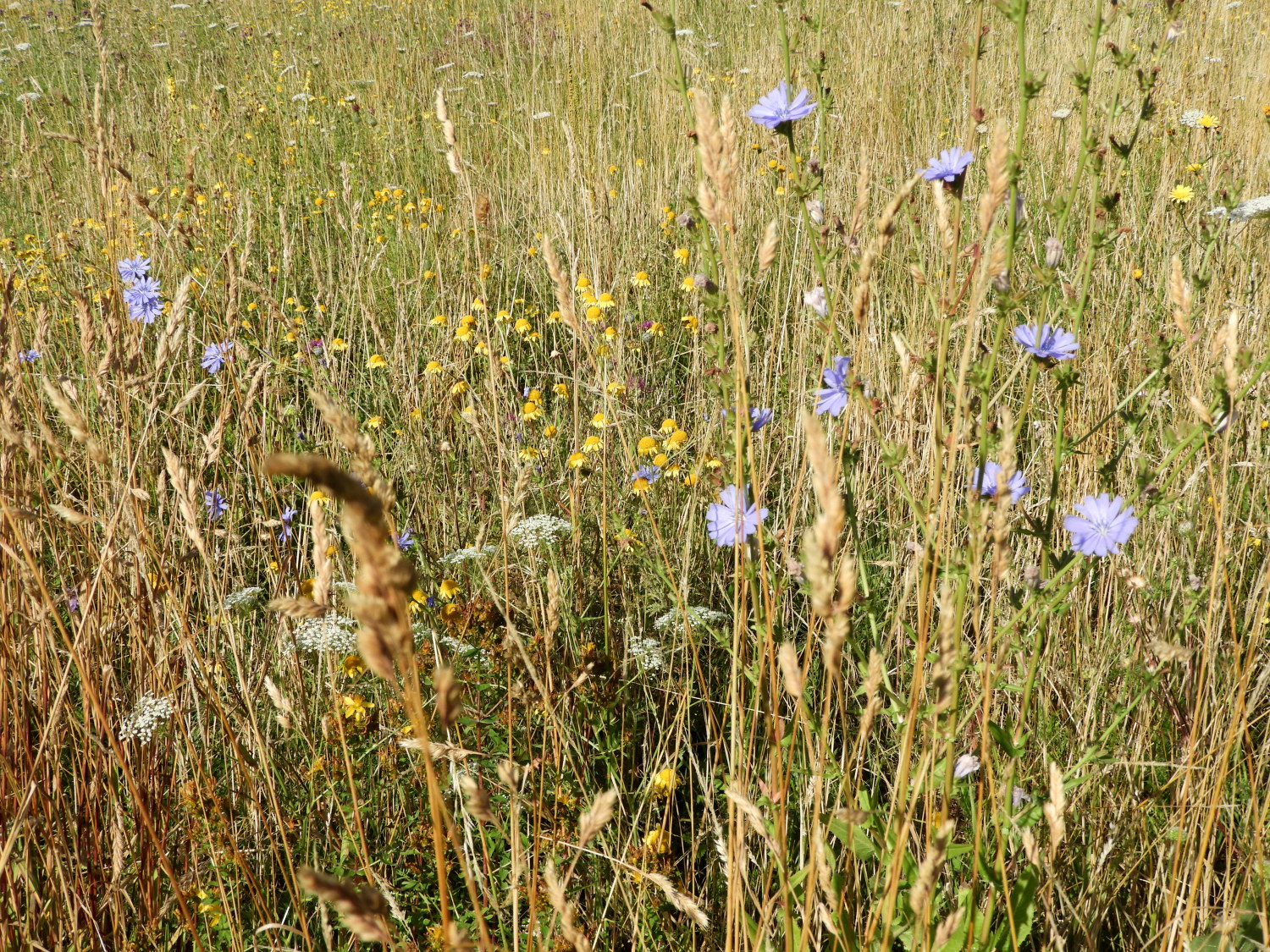 Beautiful flower meadow near Bandorf