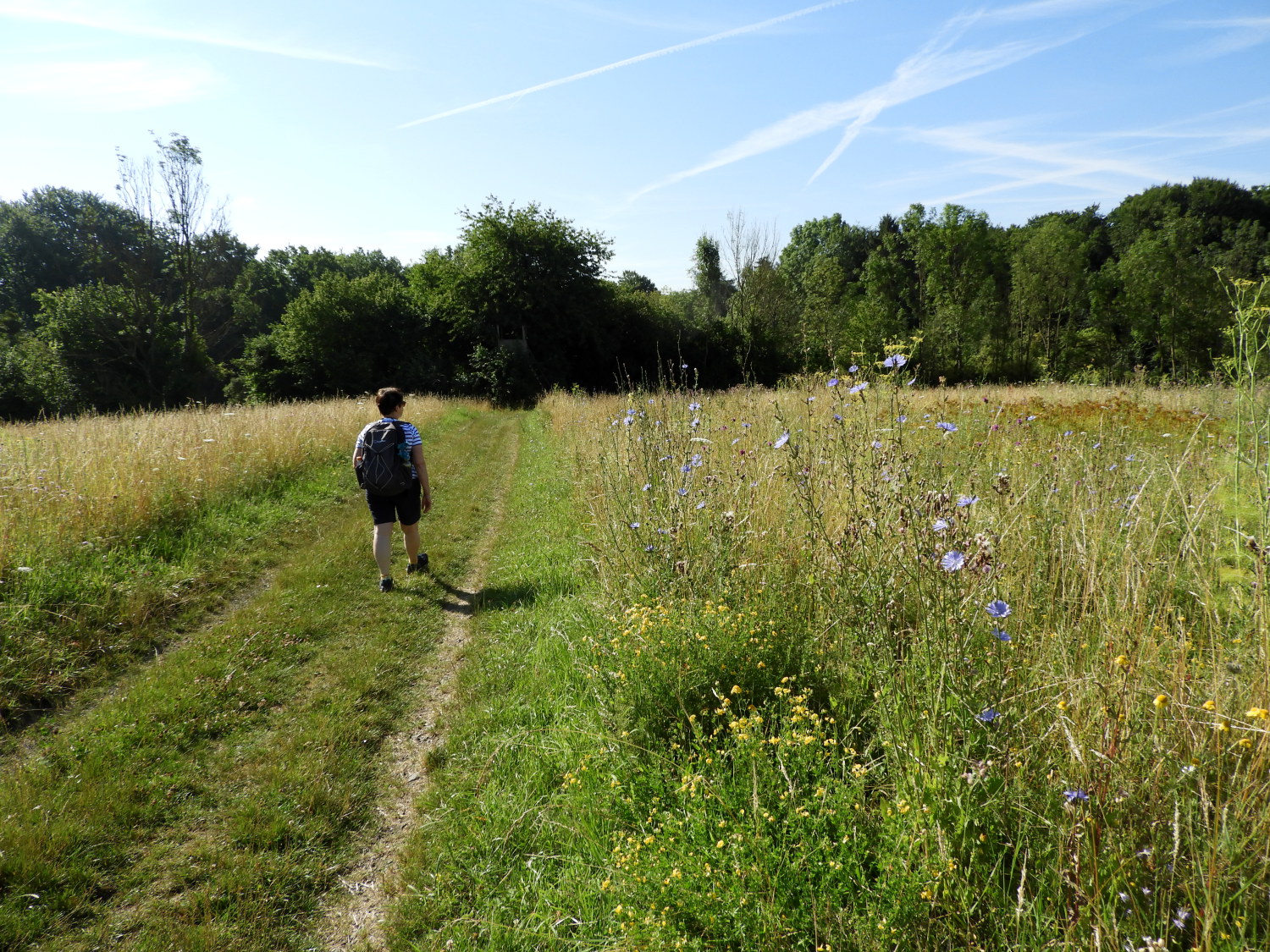 Through the meadowland