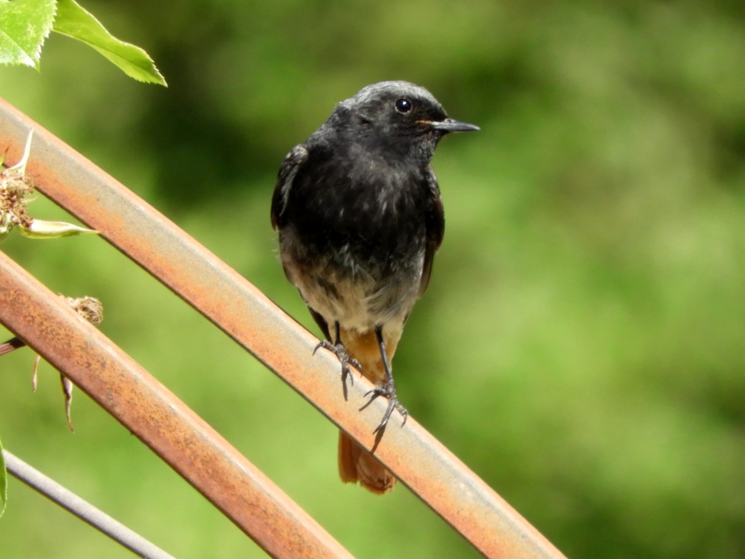 The entertaining Black Redstart