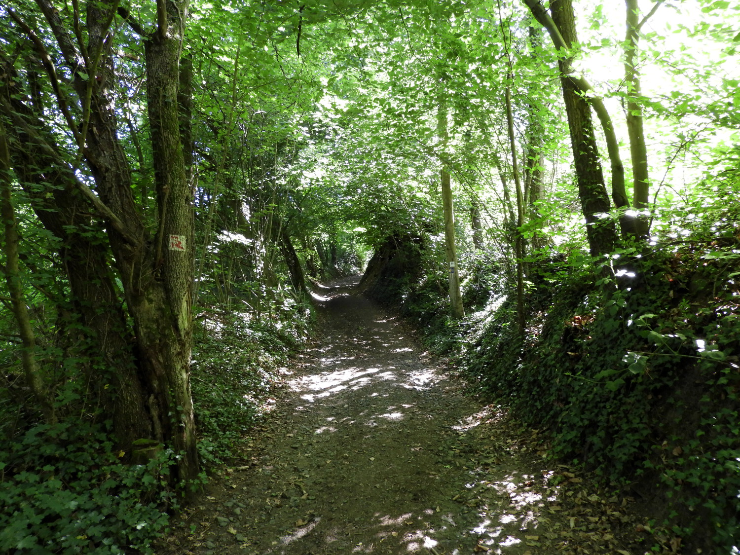 Forest trail from Unkelbach to Herresburg