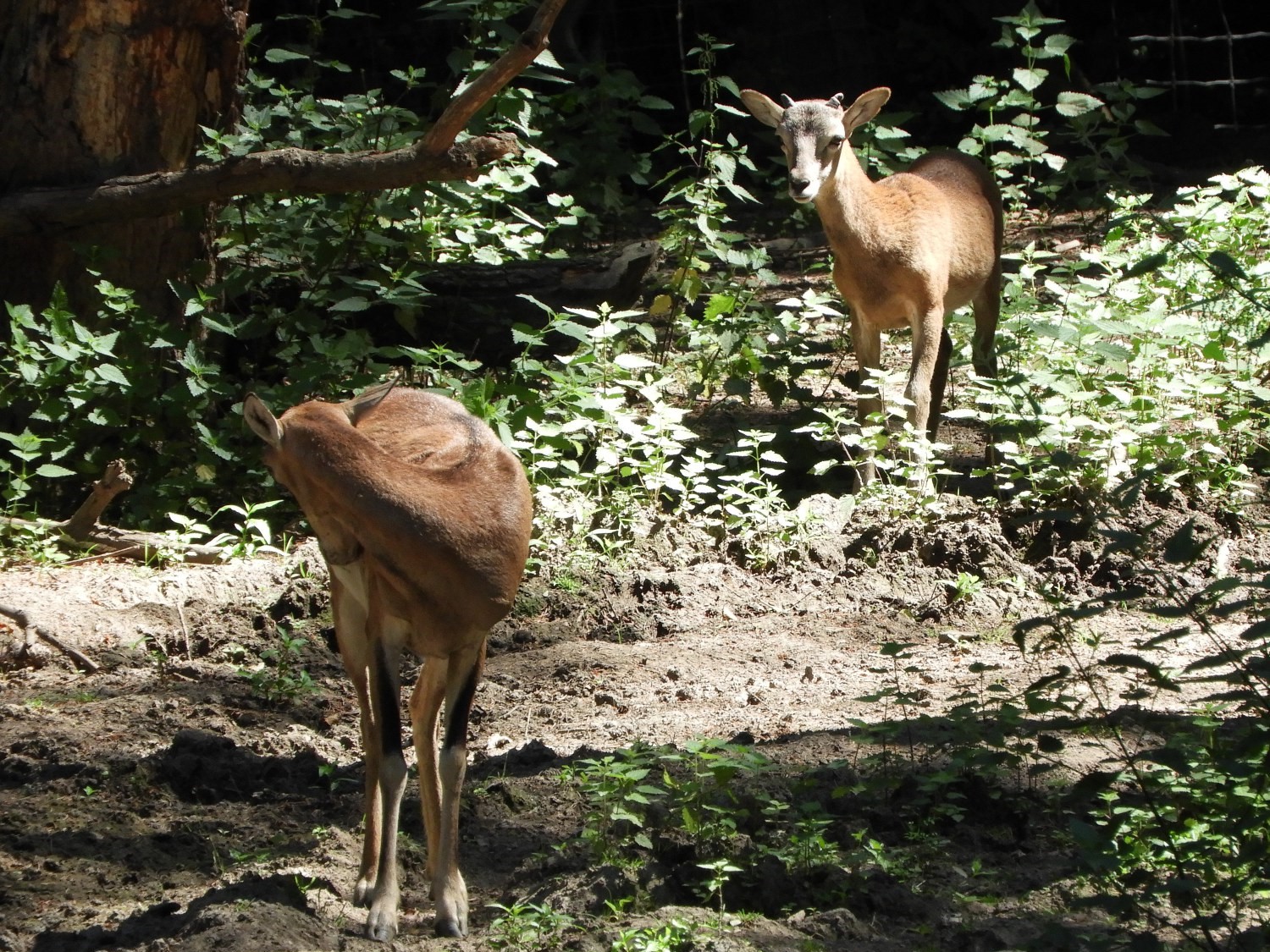 Deer on the Rheinburgenweg Trail