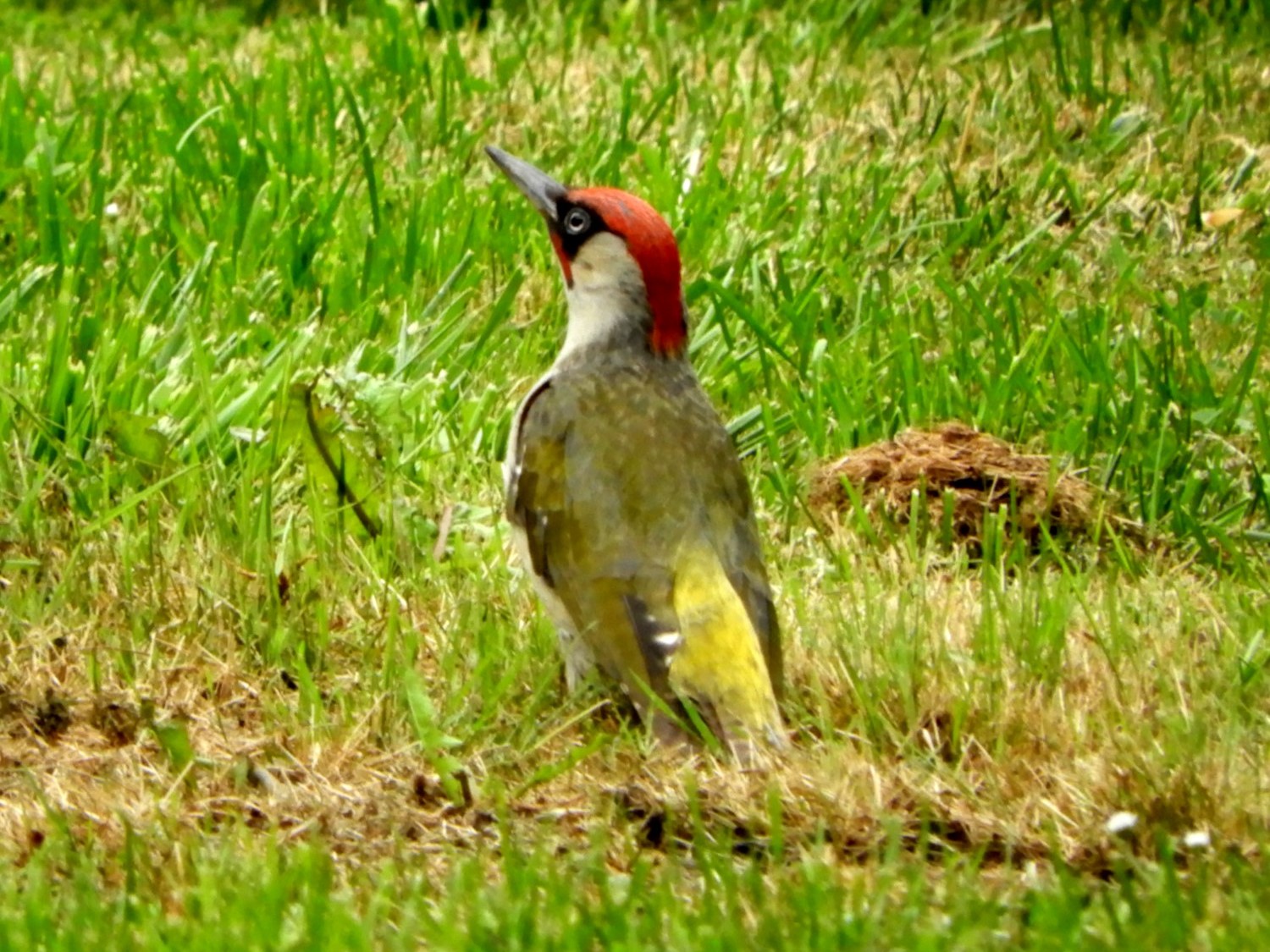 European Green Woodpecker