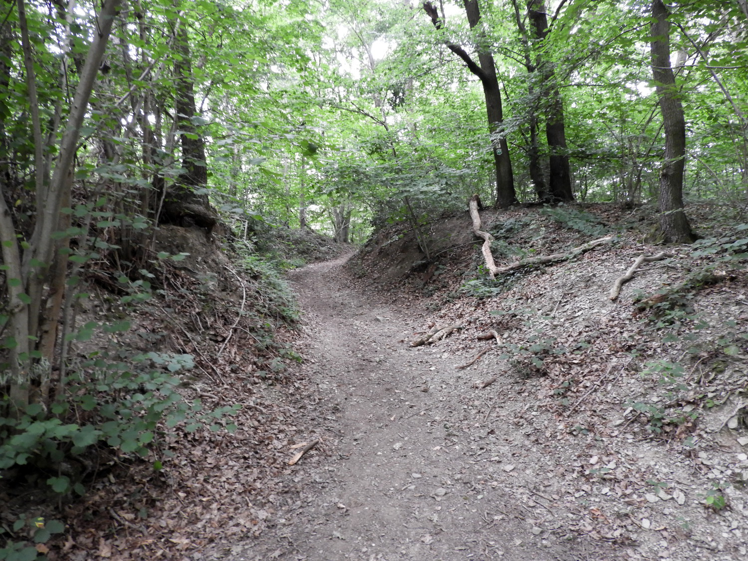 Holloway path through the forest