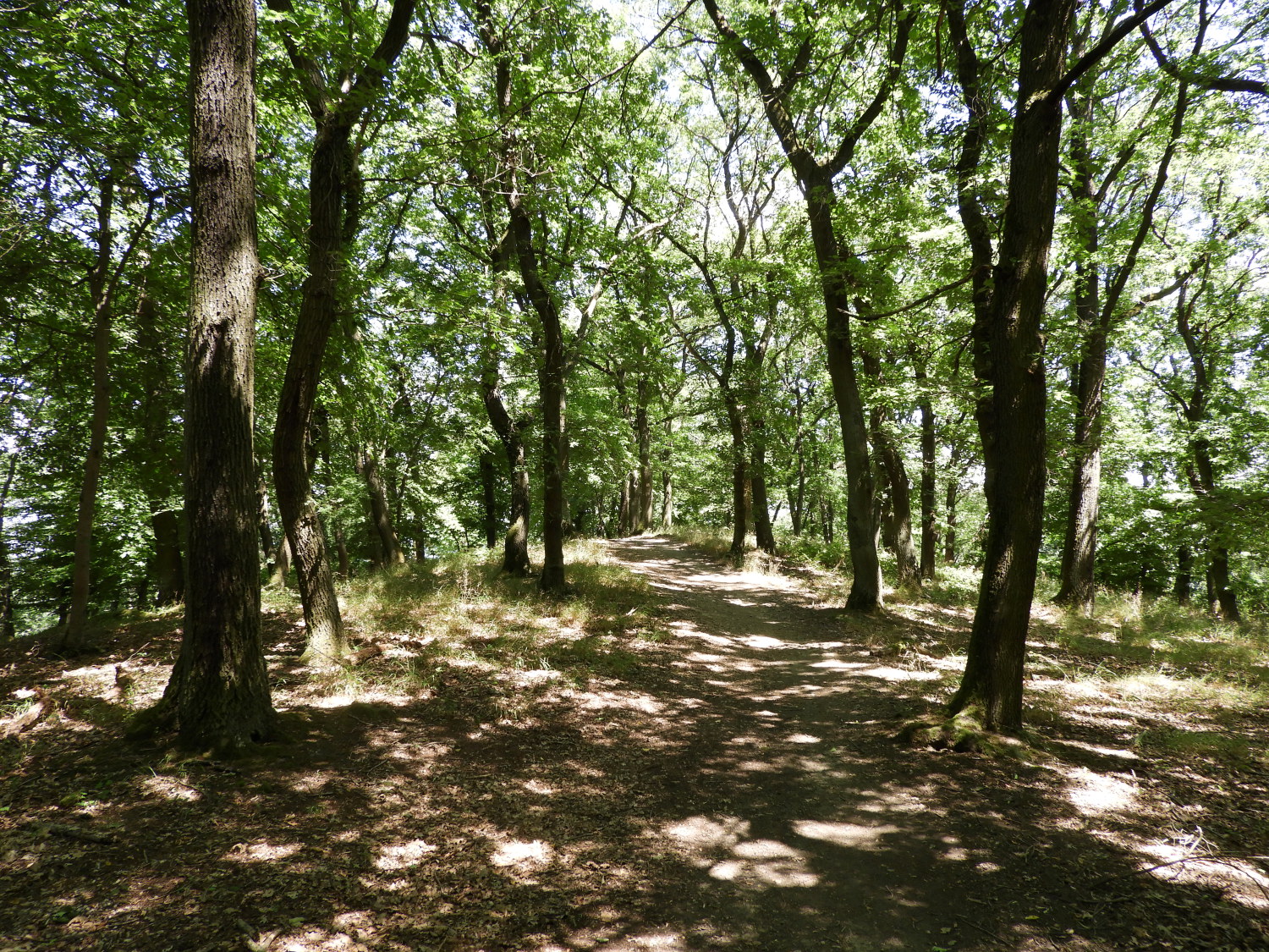 Through the woods near Bad Breisig