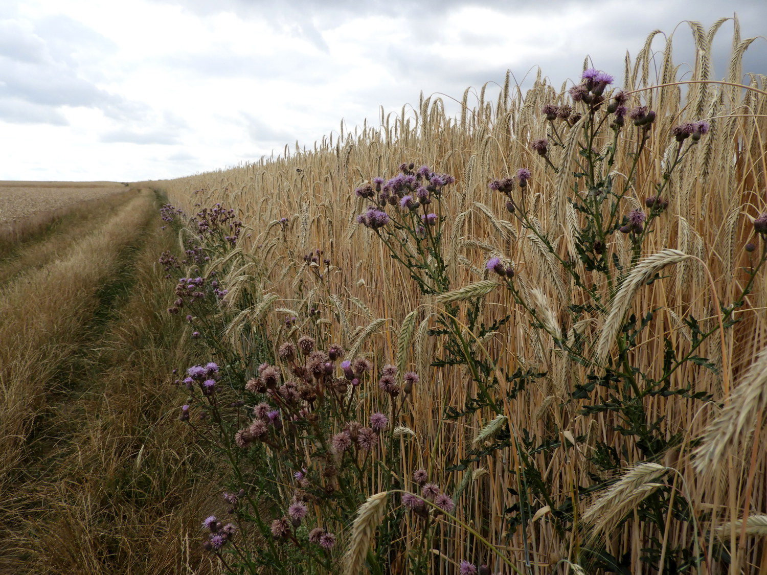 In the land of cereal fields