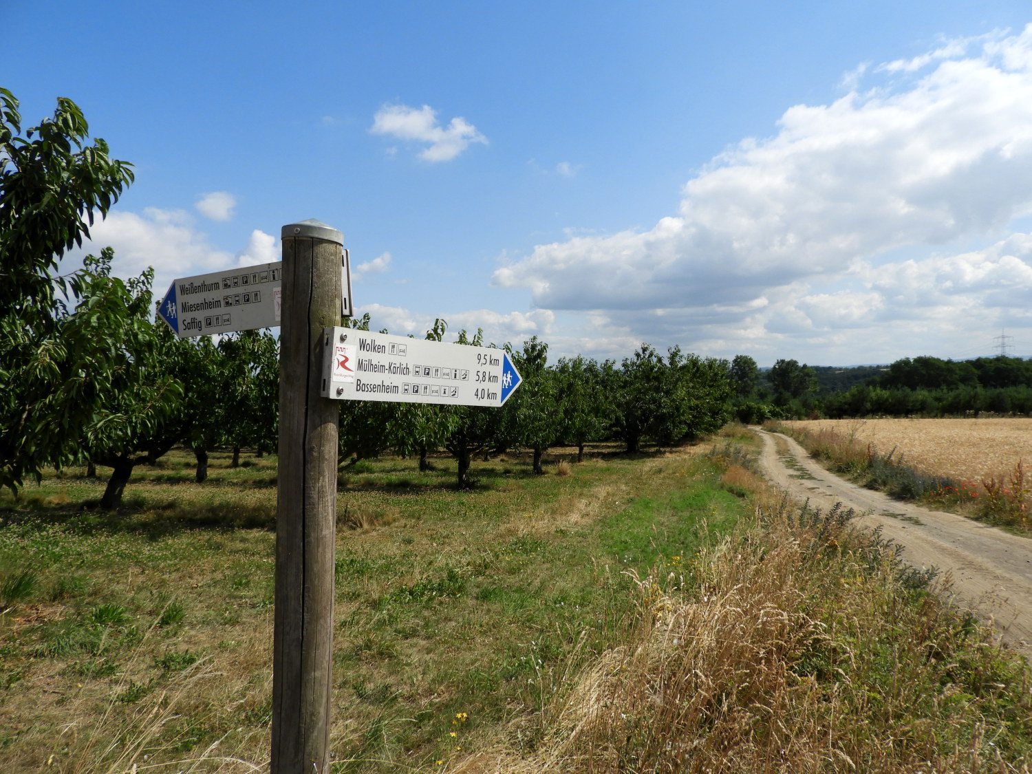 Cherry and Plum Orchards