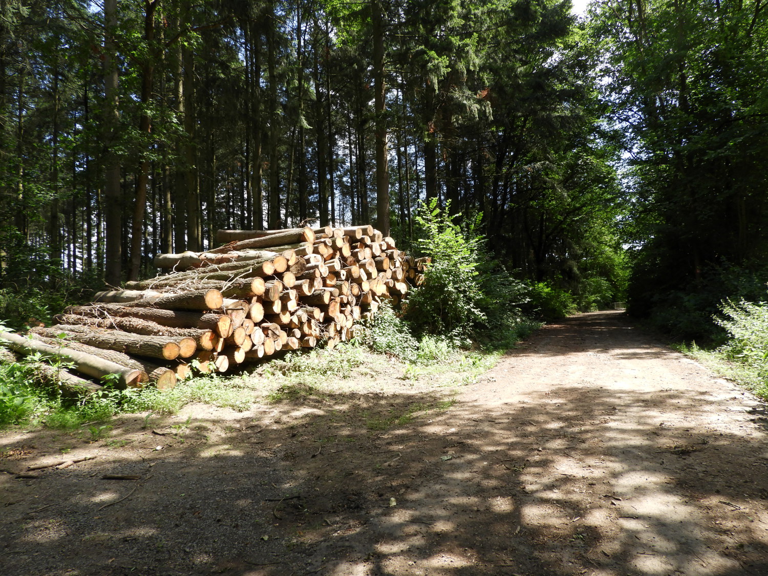 The path from Bassenheim to Wolken