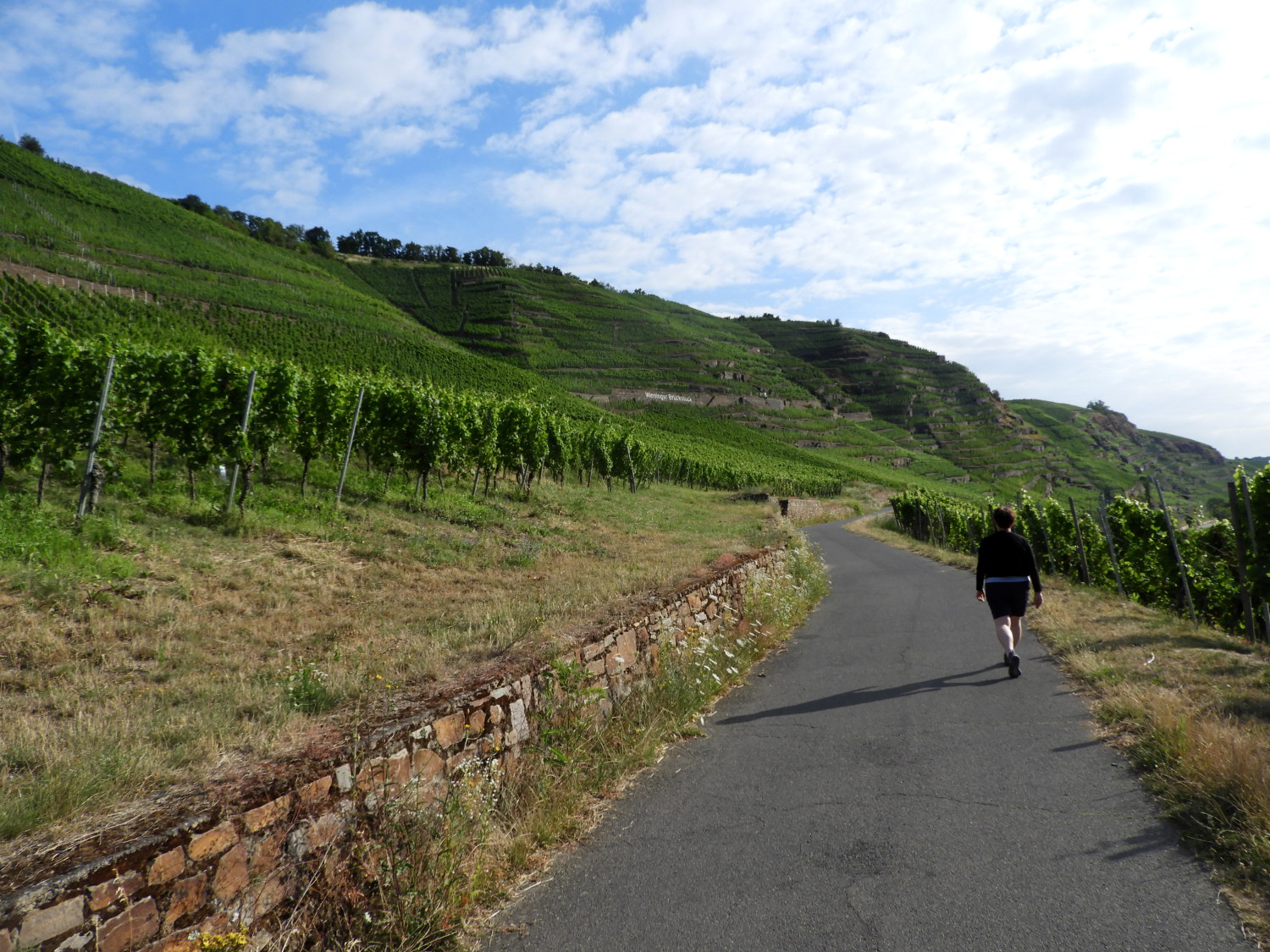 Beside the huge grape fields