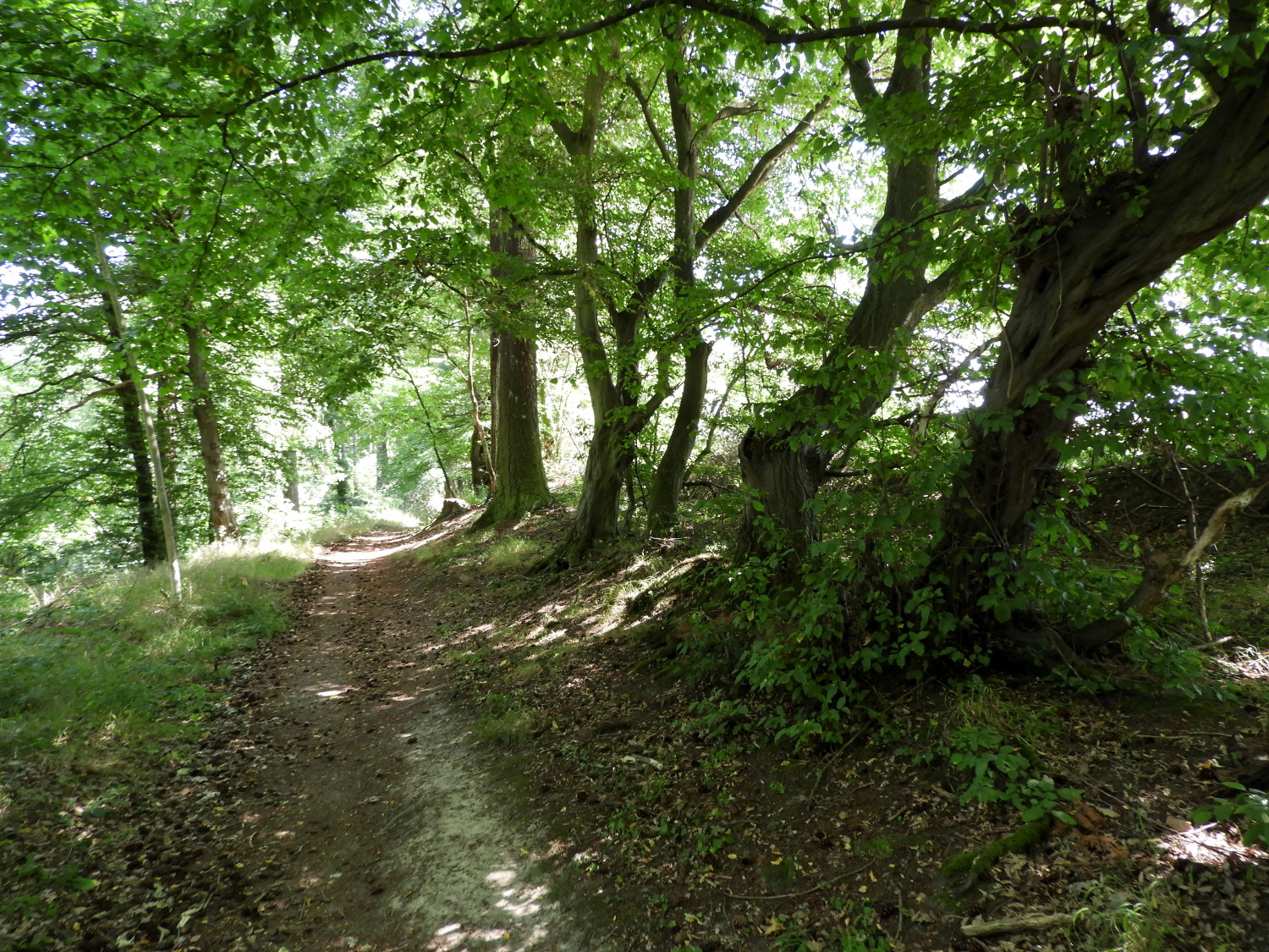 The trail nearing Rhens