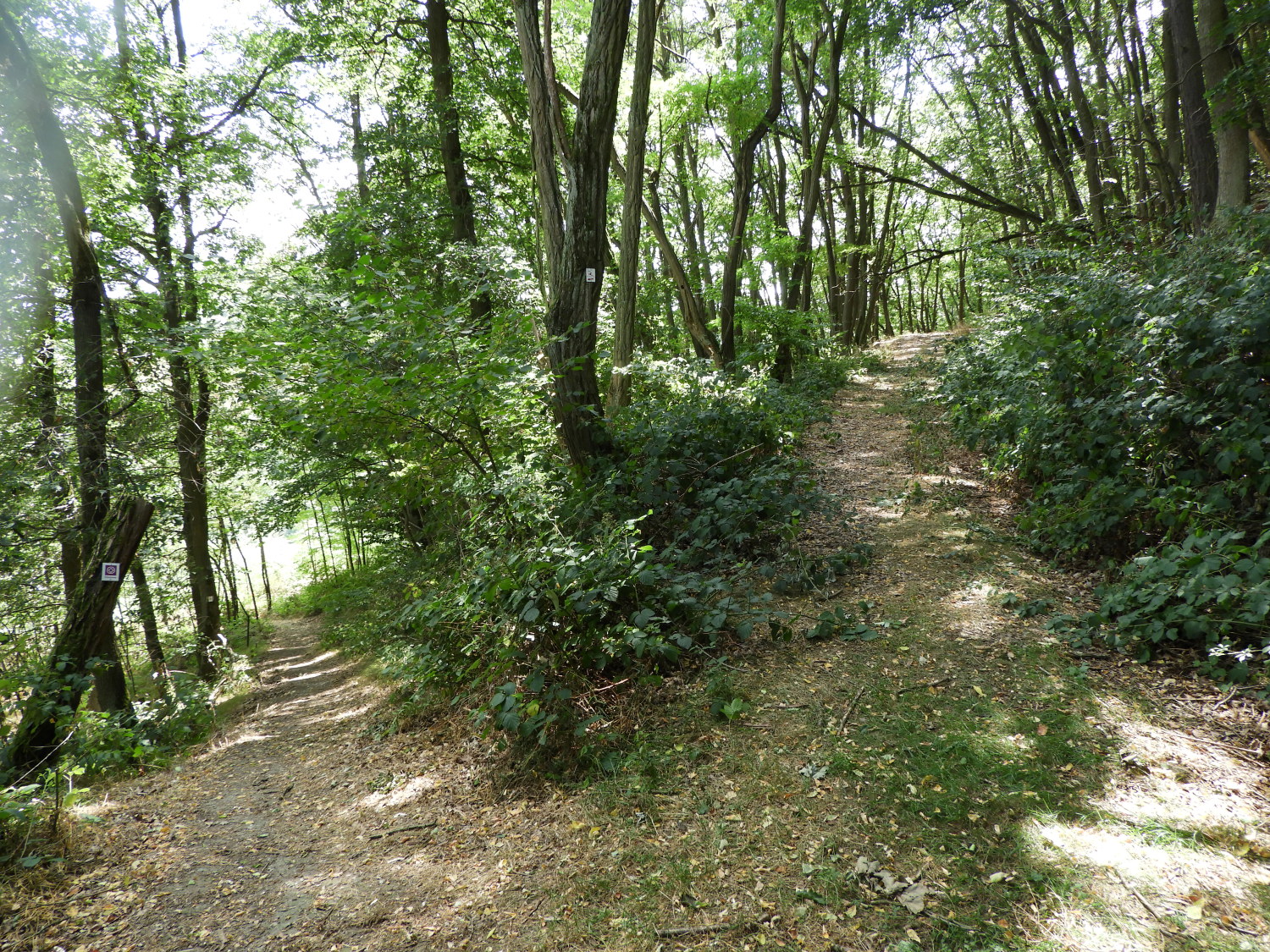 Switchback bends to Tempus Bach