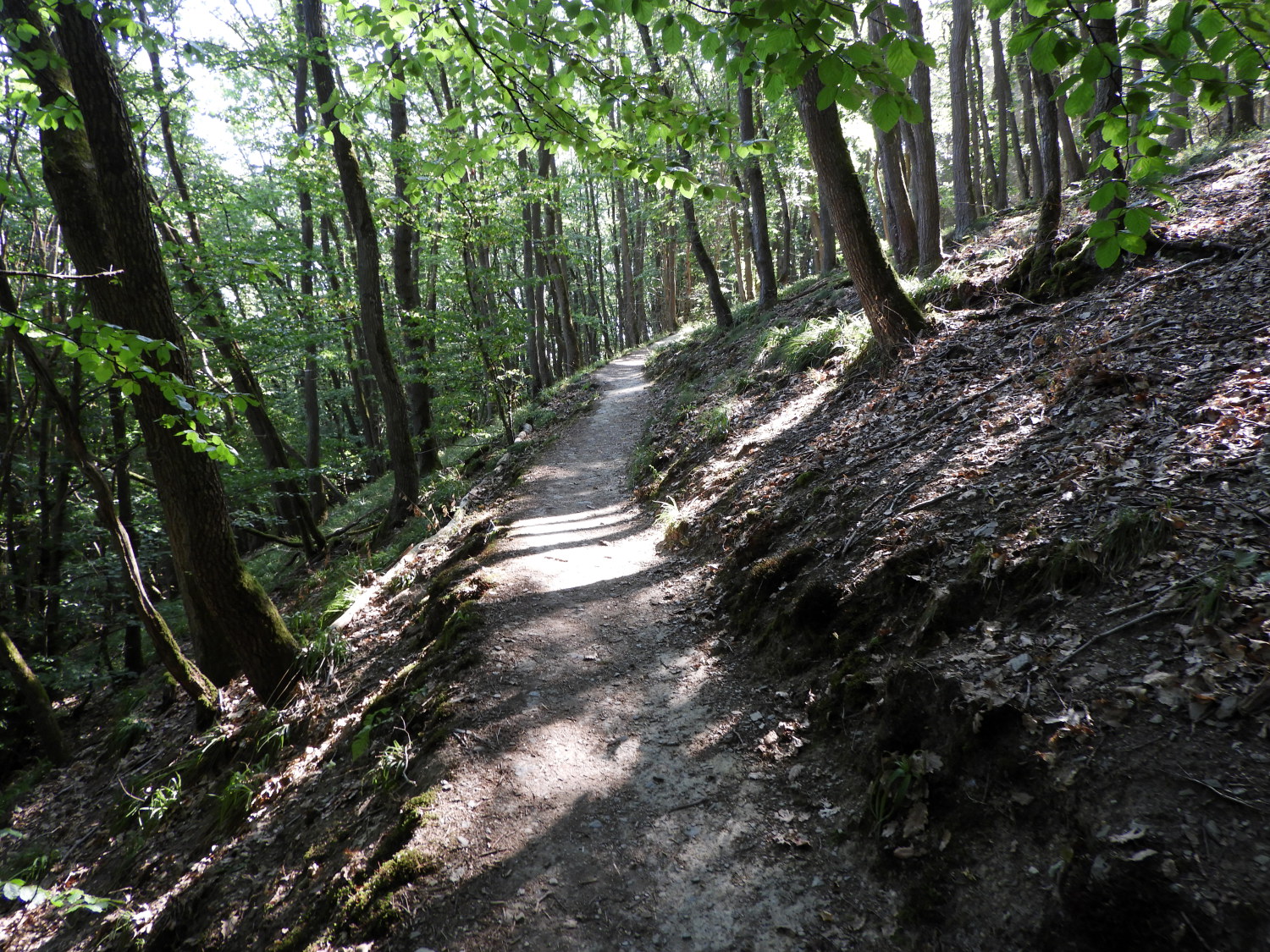 On the path near Urbar