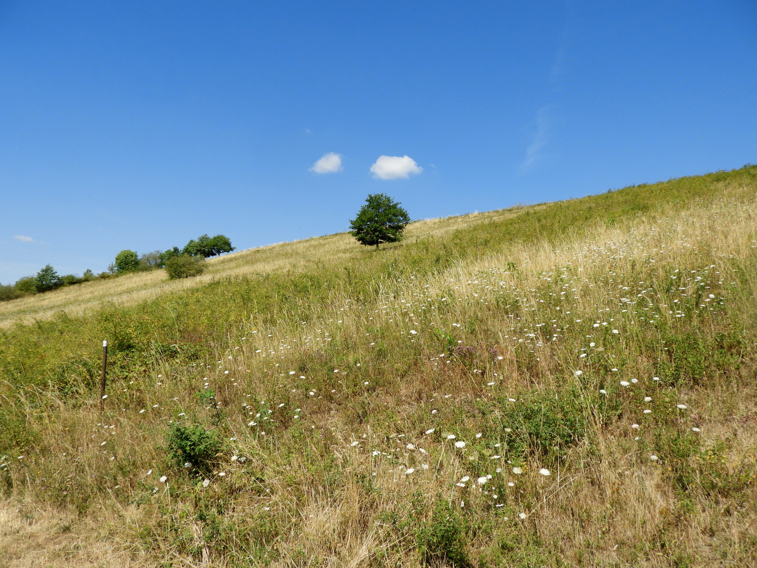 A very hot day for walking