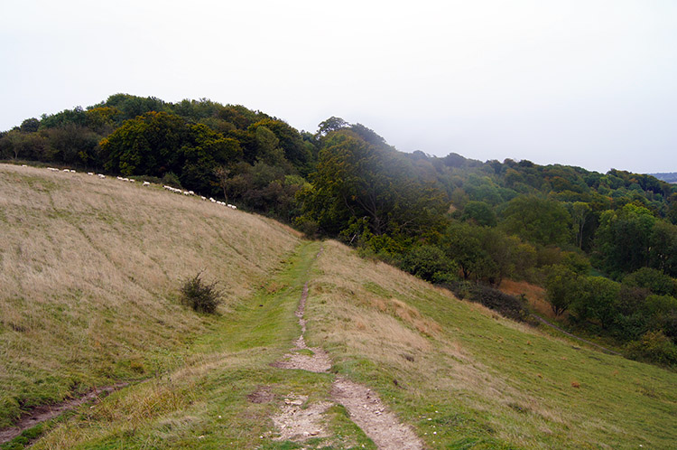 Crossing Aldbury Nowers along Grim's Ditch