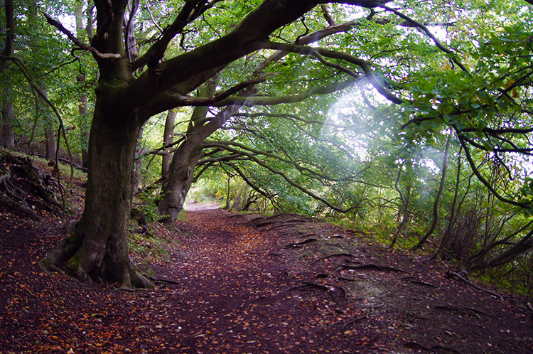 First woodland walk on the Ridgeway