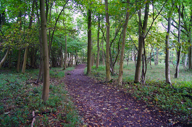 Young trees in Aldbury Nowers Wood