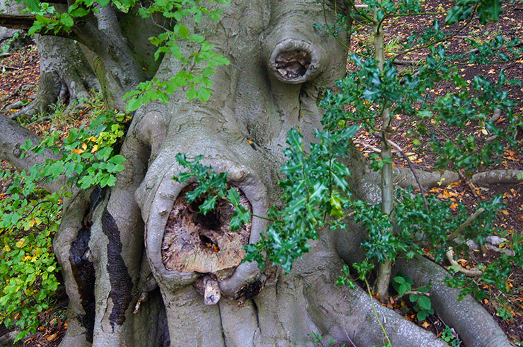 Gnarled old tree in Bull's Wood