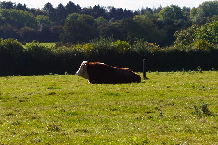 Bull in field at Chivery Hall Farm