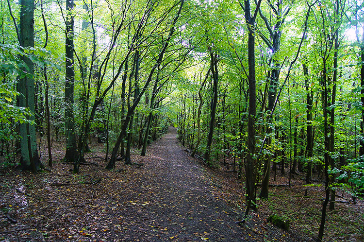 Through Barn Wood toward Wendover